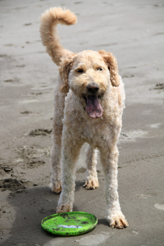 Do Goldendoodles Breathe Fast (Is It Healthy?)