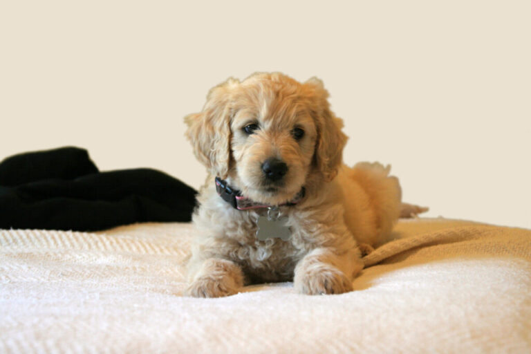 How Long Is A Mini Goldendoodle Supposed To Live? (Solved)