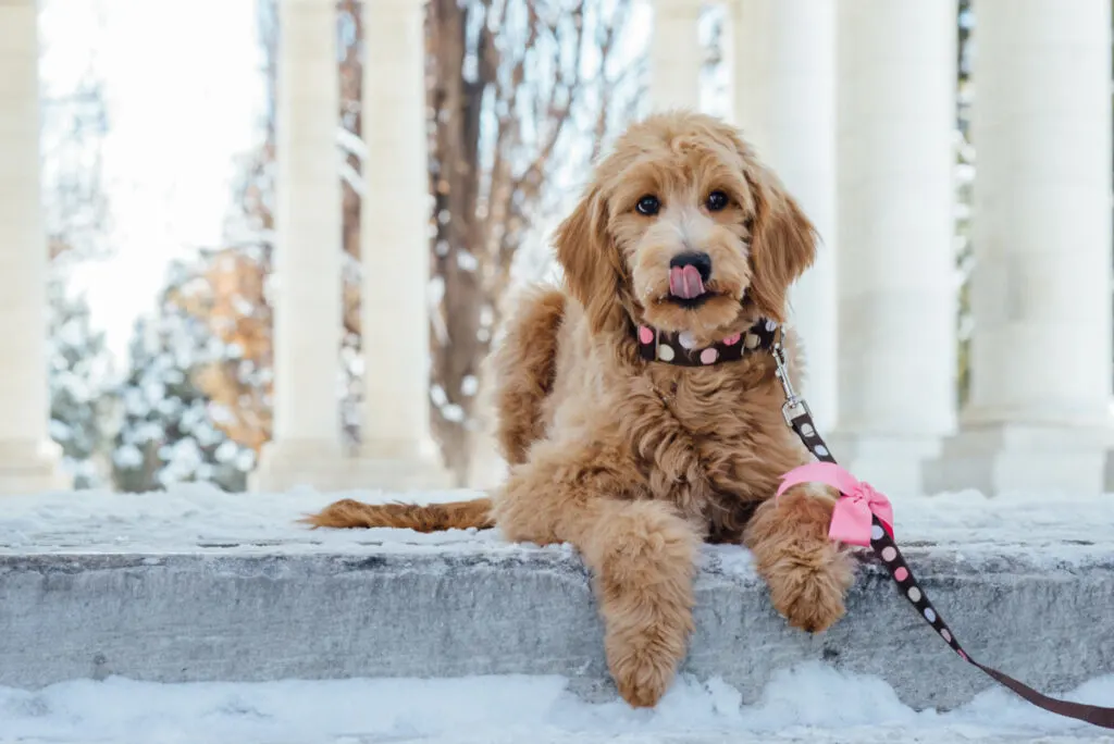 Do Goldendoodles Need Winter Coats? 2 Do Goldendoodles Need Winter Coats? 1