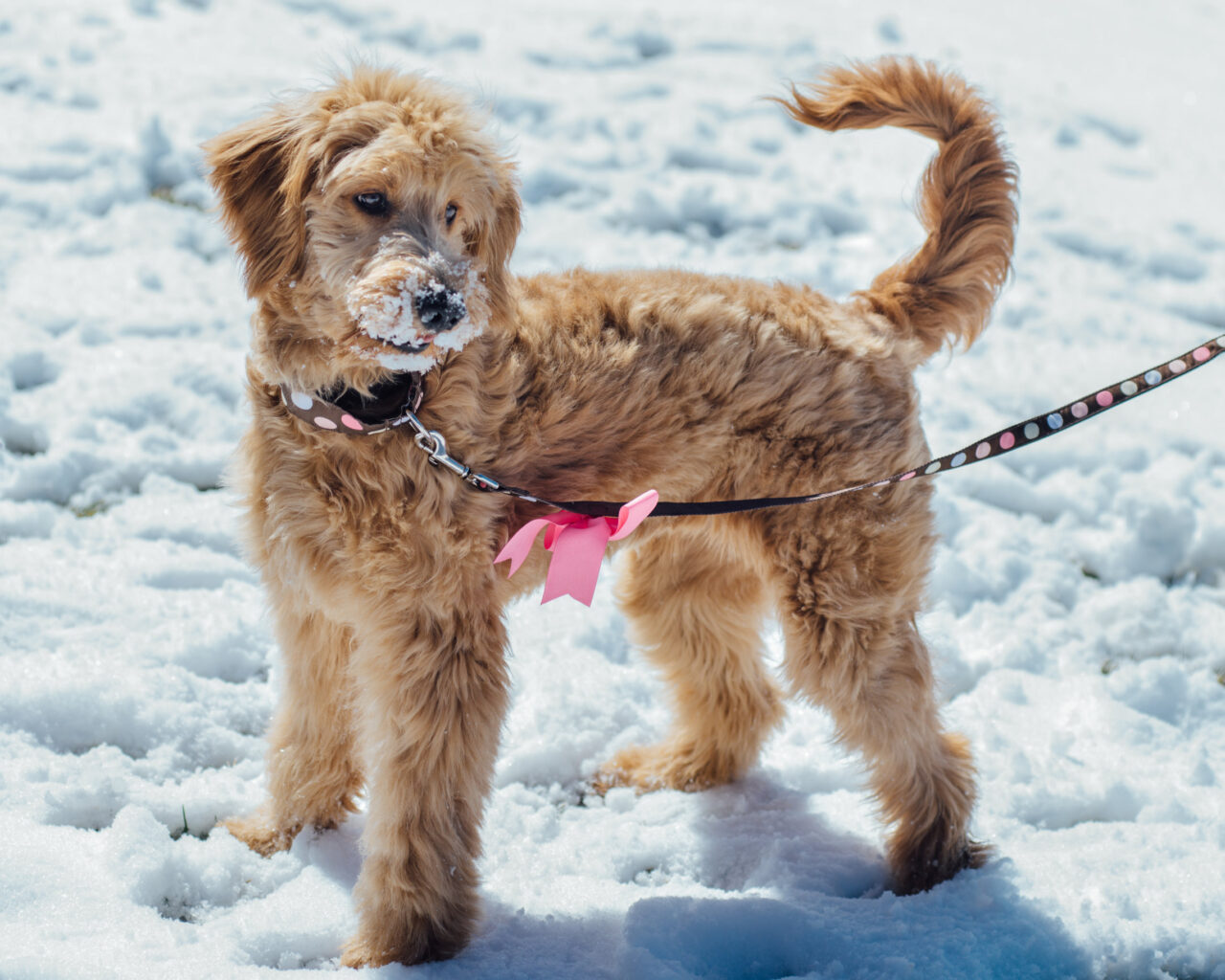 Do Goldendoodles Need Winter Coats? 1