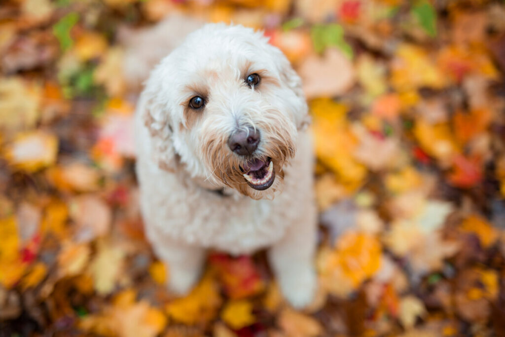 How Tall Do Mini Goldendoodles Get?