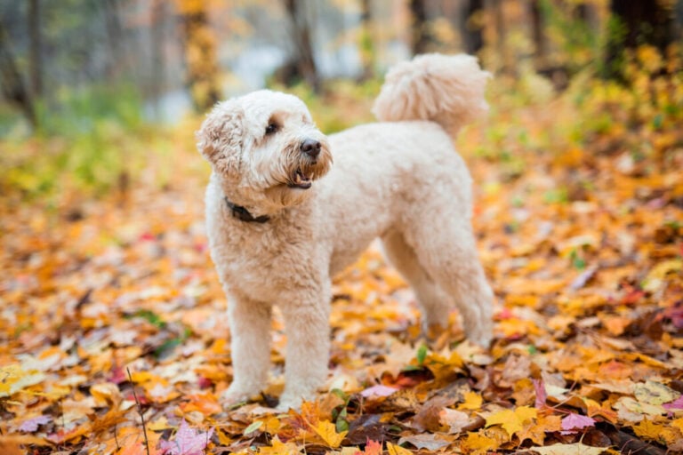 How Big Is A 25 Lb Mini Goldendoodle? (With Photos)