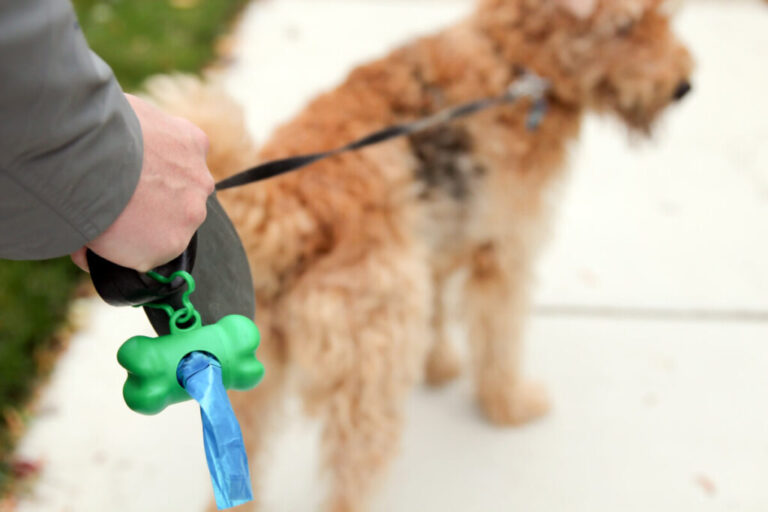 Do Goldendoodles Eat Their Poop? (Do This!)