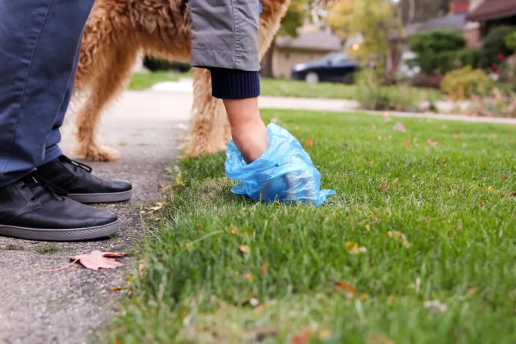 Do Goldendoodles Eat Their Poop? (Do This!) 2 Do Goldendoodles Eat Their Poop? (Do This!)