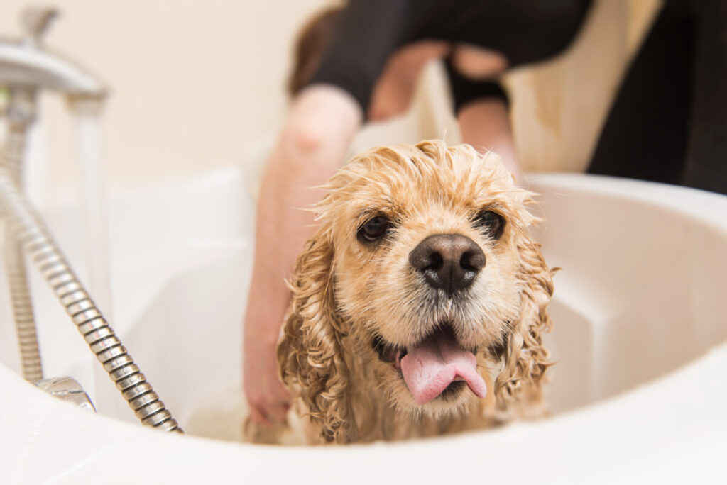 Do Goldendoodles Need Conditioner? 2