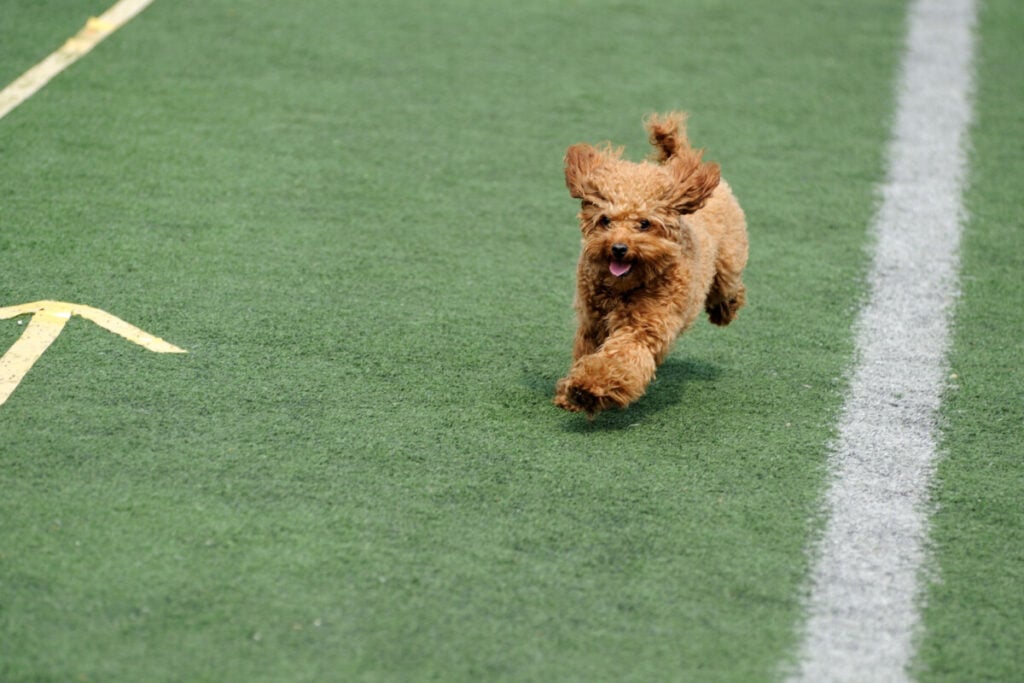 Do Goldendoodles Chew Furniture?