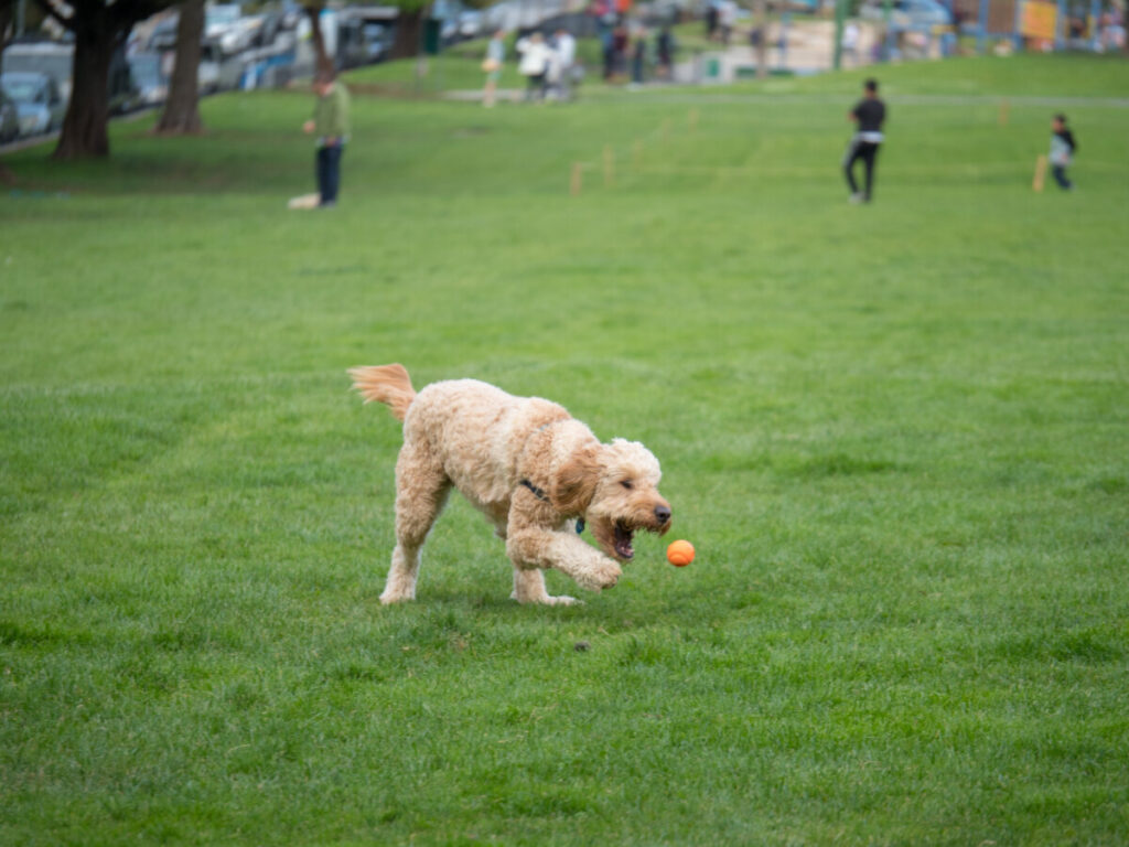 F1B Goldendoodle Life Expectancy: Understanding Your Doodle's Longevity 54