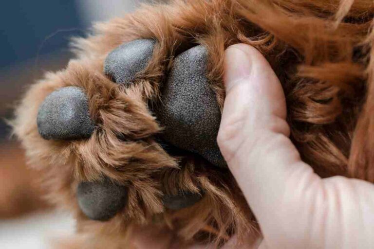 Do Goldendoodles Have Dew Claws?