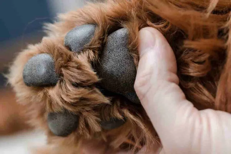 Do Goldendoodles Have Dew Claws?
