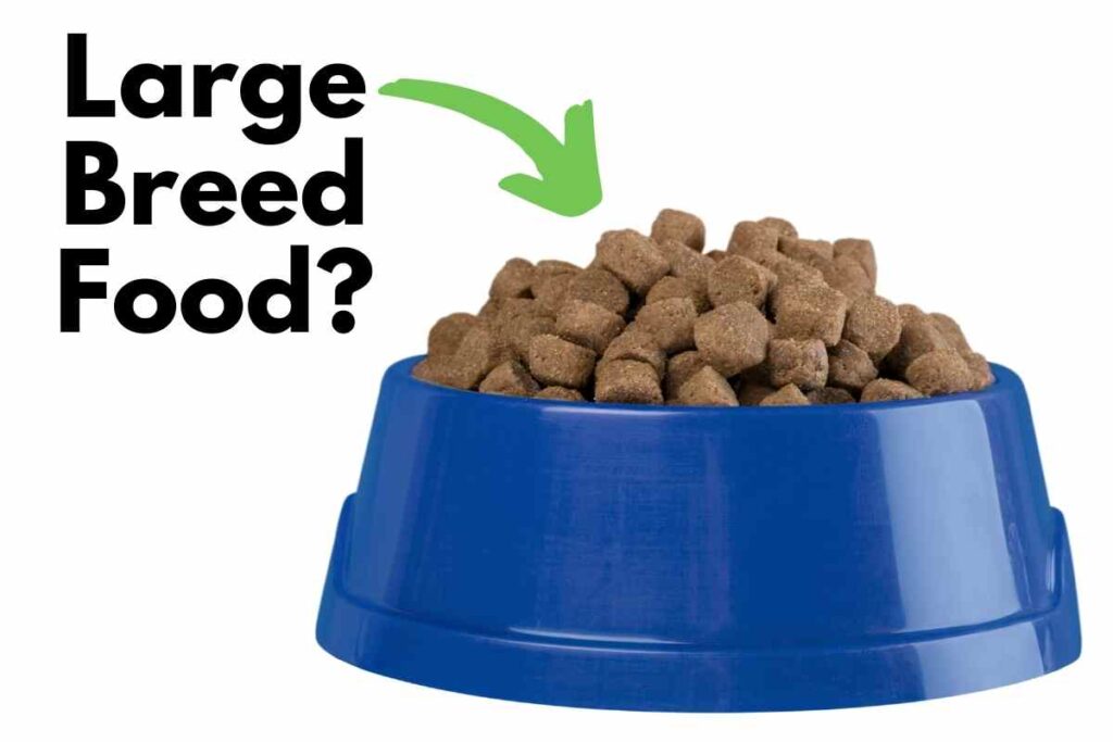 How Big is a 25 lb Mini Goldendoodle? (With Photos) Goldendoodle Advice