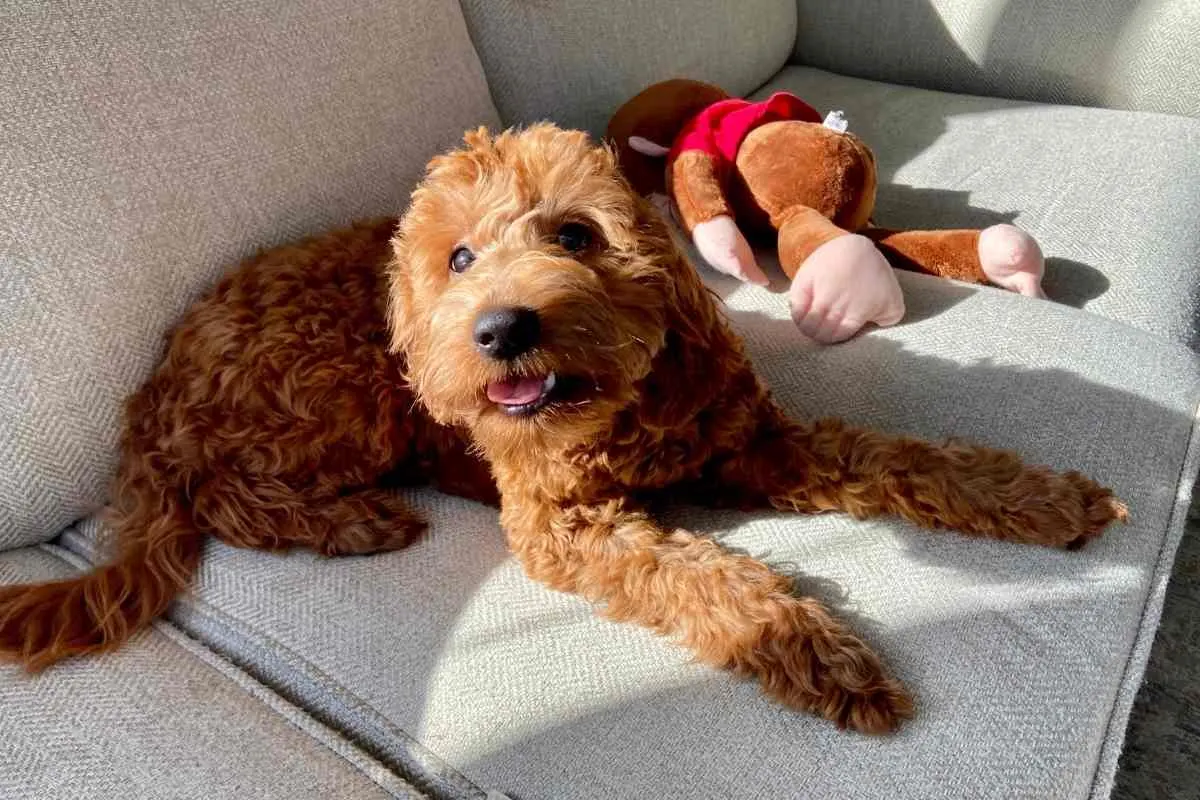 7 Reasons For Goldendoodle Barking 5 Do Mini Goldendoodles Bark A Lot?