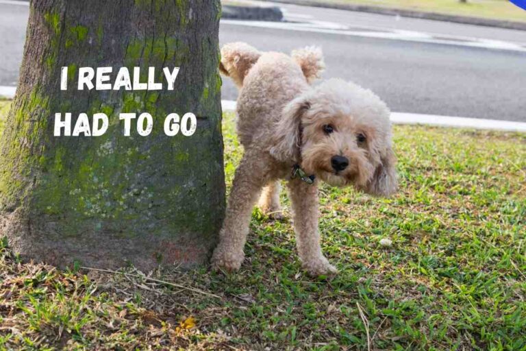 How Long Can A Mini Goldendoodle Hold Its Bladder?