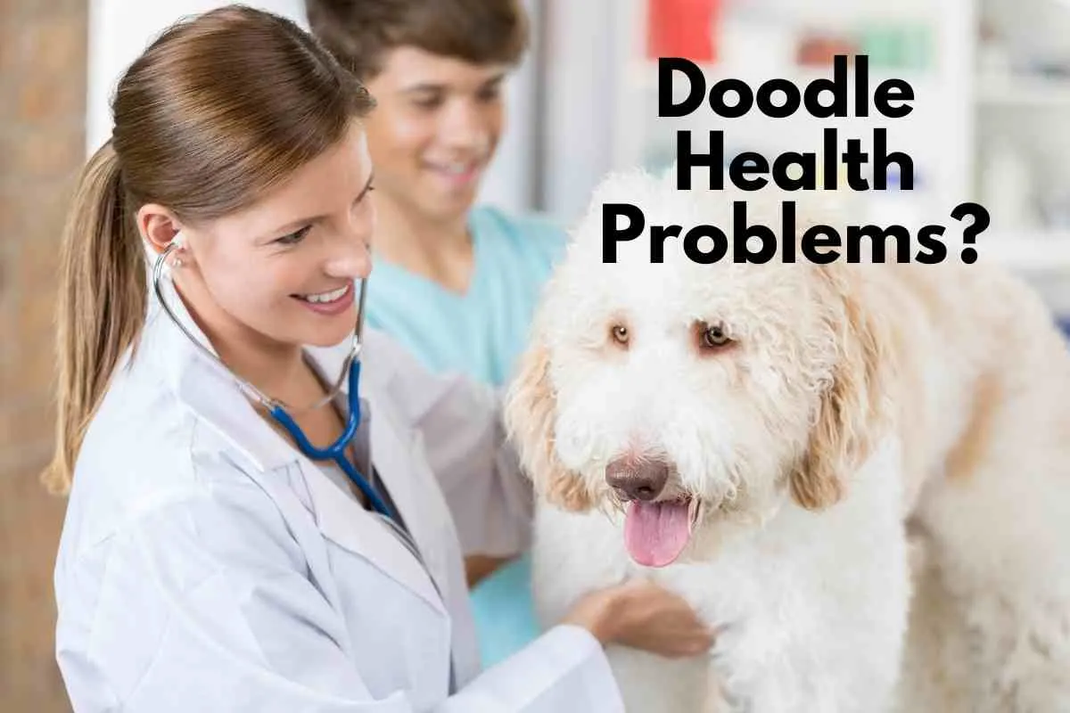 Why You Shouldn'T Get A Doodle? (Truth Exposed!) 2 Why You Shouldn'T Get A Doodle? (Truth Exposed!)