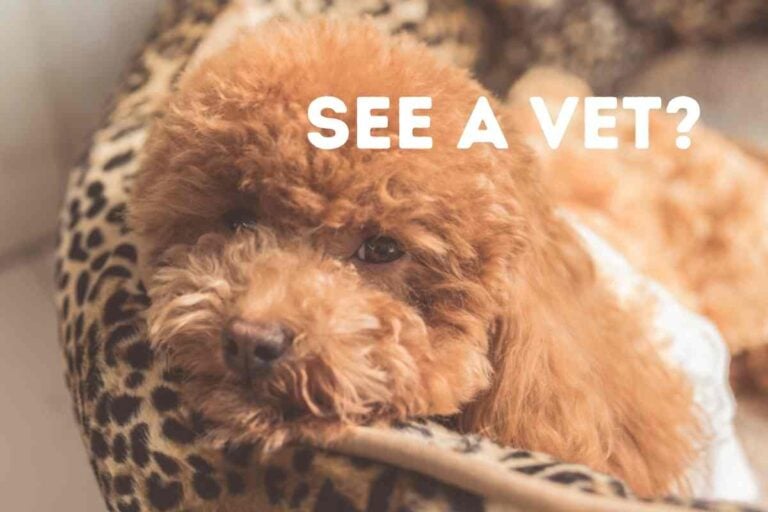 When Should You Be Concerned About Your Dog Throwing Up? (Vet'S Answer!)