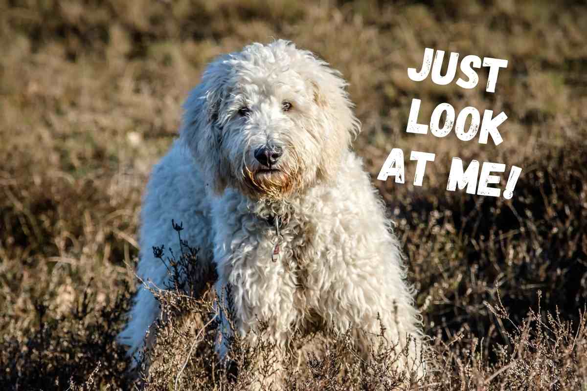 Why You Shouldn'T Get A Doodle