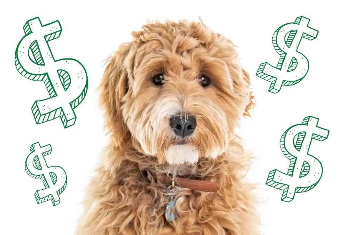 How Much Does A Goldendoodle Cost: Puppy Prices &Amp; Daily Maintenance 7 How Much Does A Goldendoodle Cost: Puppy Prices &Amp; Daily Maintenance 6