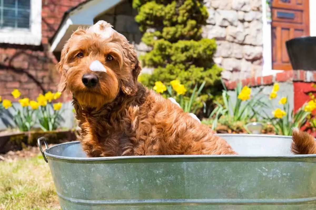 How To Get Rid Of A Goldendoodles’ Smell 3