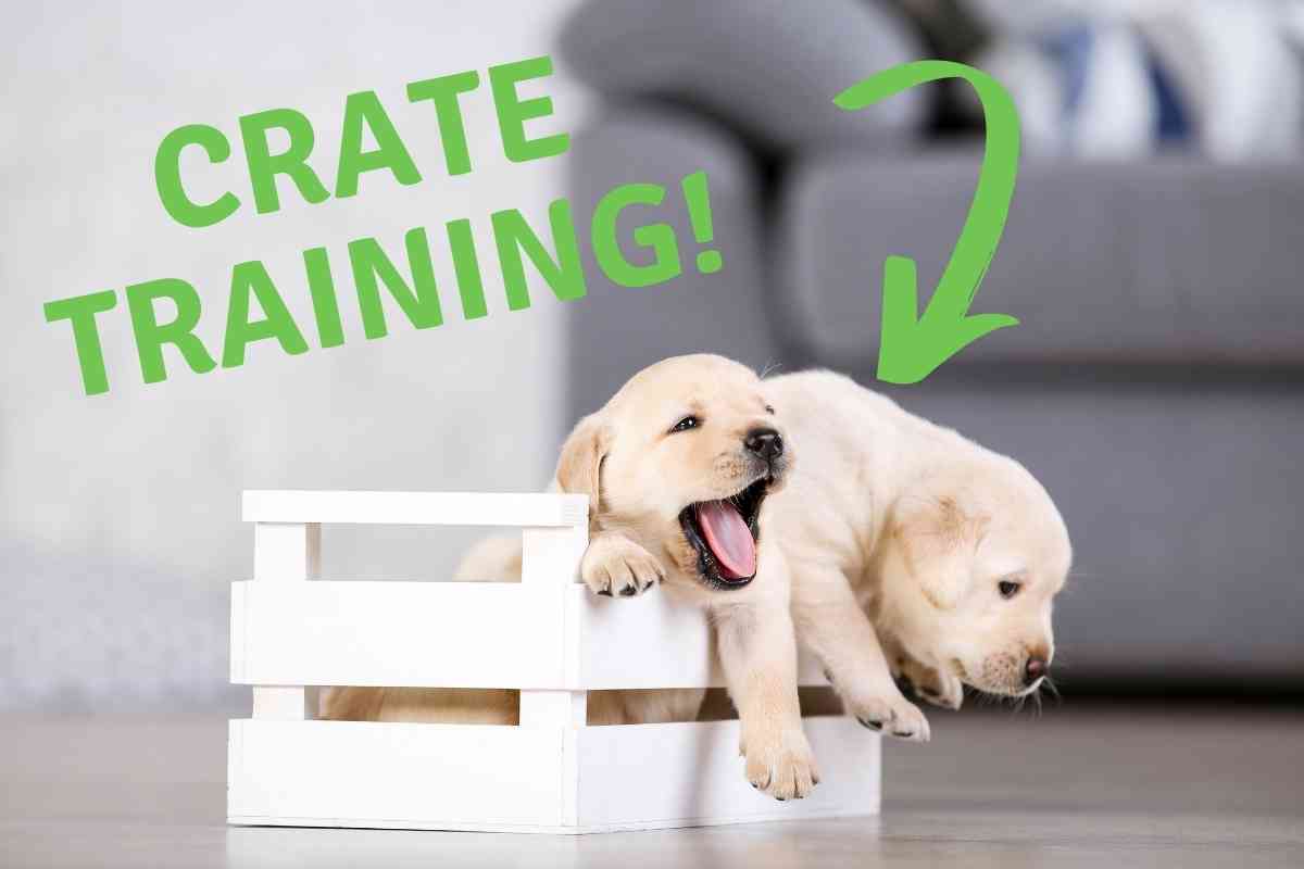 What Size Crate Is Right For A Toy Goldendoodle? 2