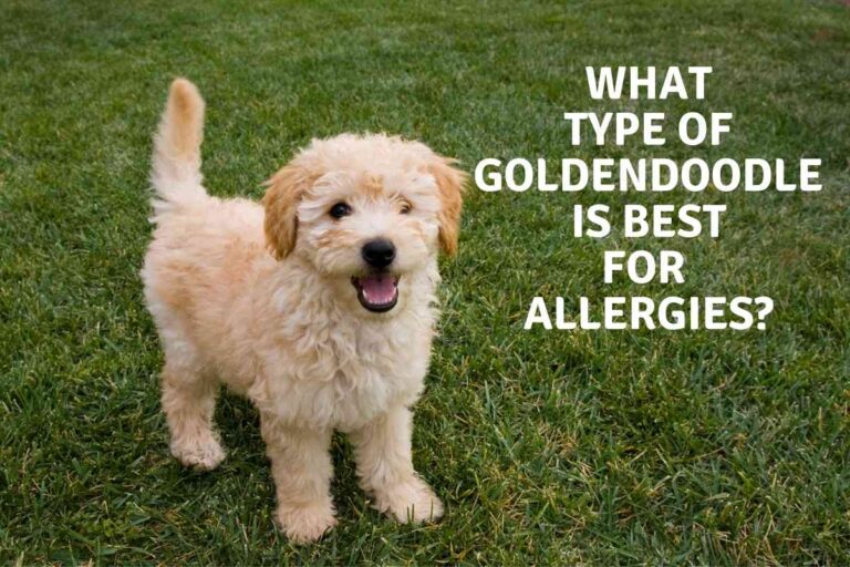 What Type Of Goldendoodle Is Best For Allergies?