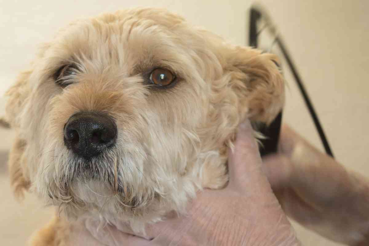 Does A Goldendoodle’s Hair Keep Growing? 1