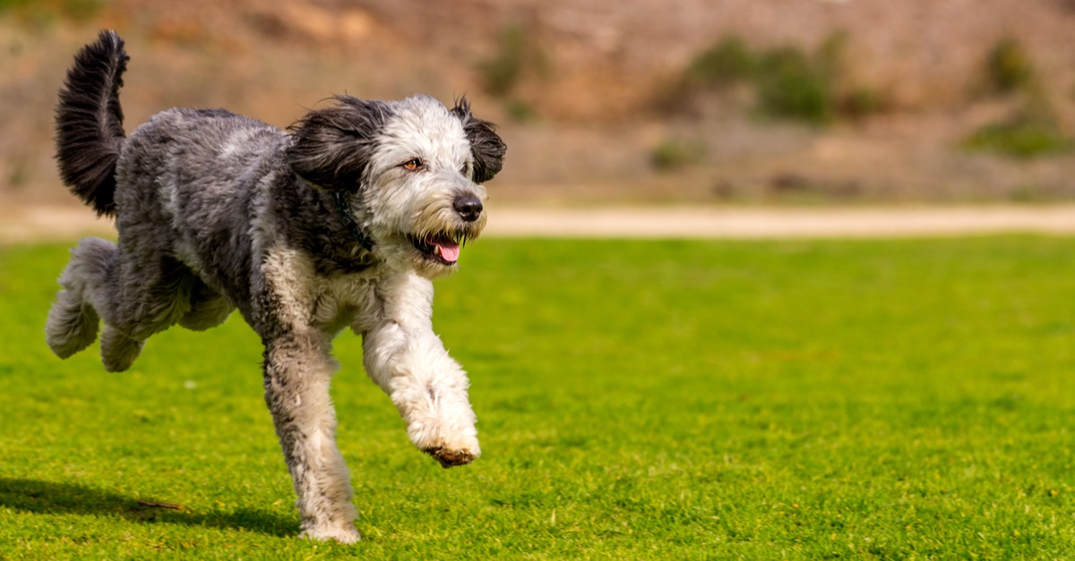 Aussiedoodle Puppy Playing In Park