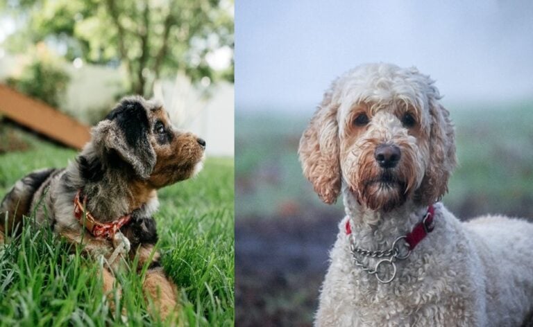 Aussiedoodle Vs Australian Labradoodle