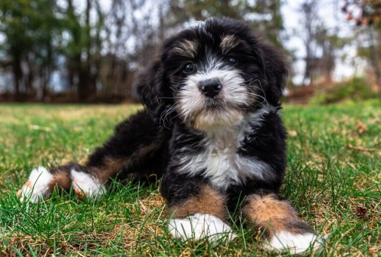 Bernedoodle Puppy Lying On The Ground