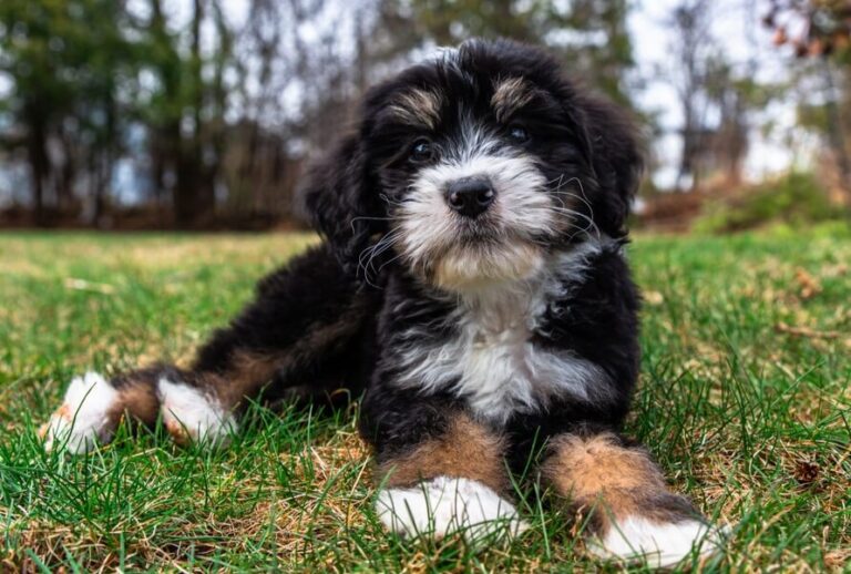 Bernedoodle Vs Aussiedoodle