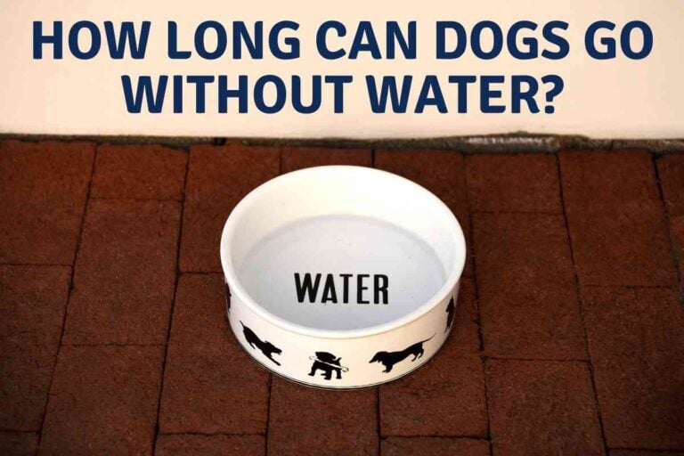 How Long Can Dogs Go Without Water?