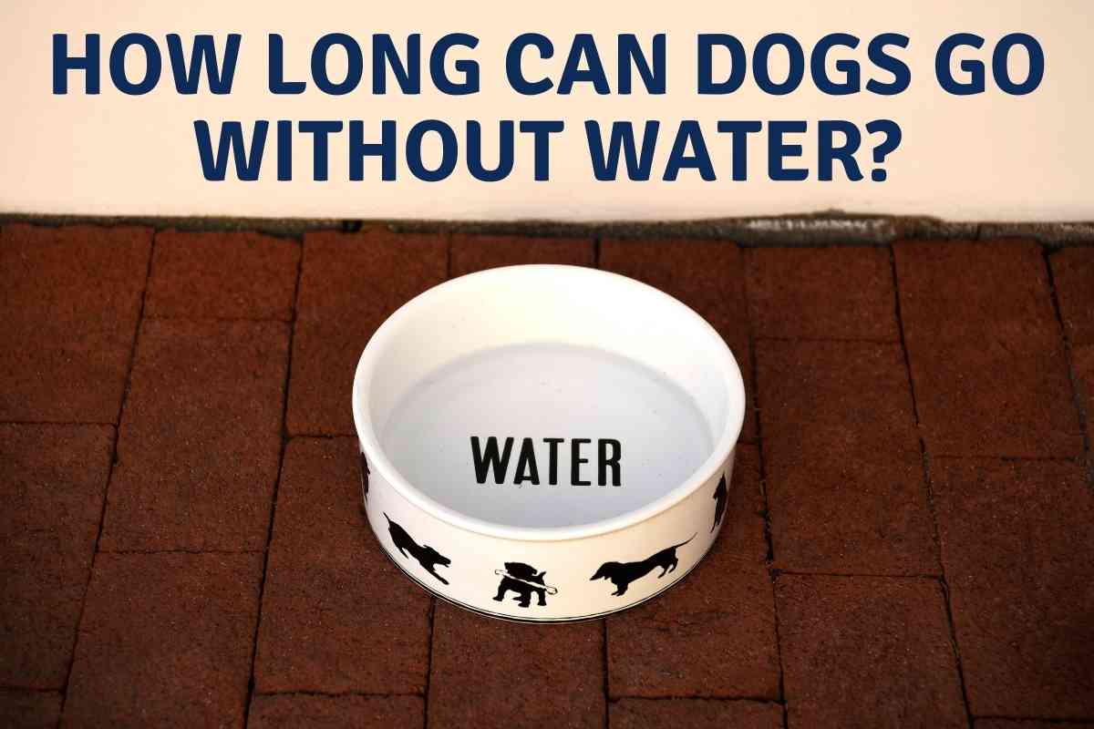 How Long Can Dogs Go Without Water? 1
