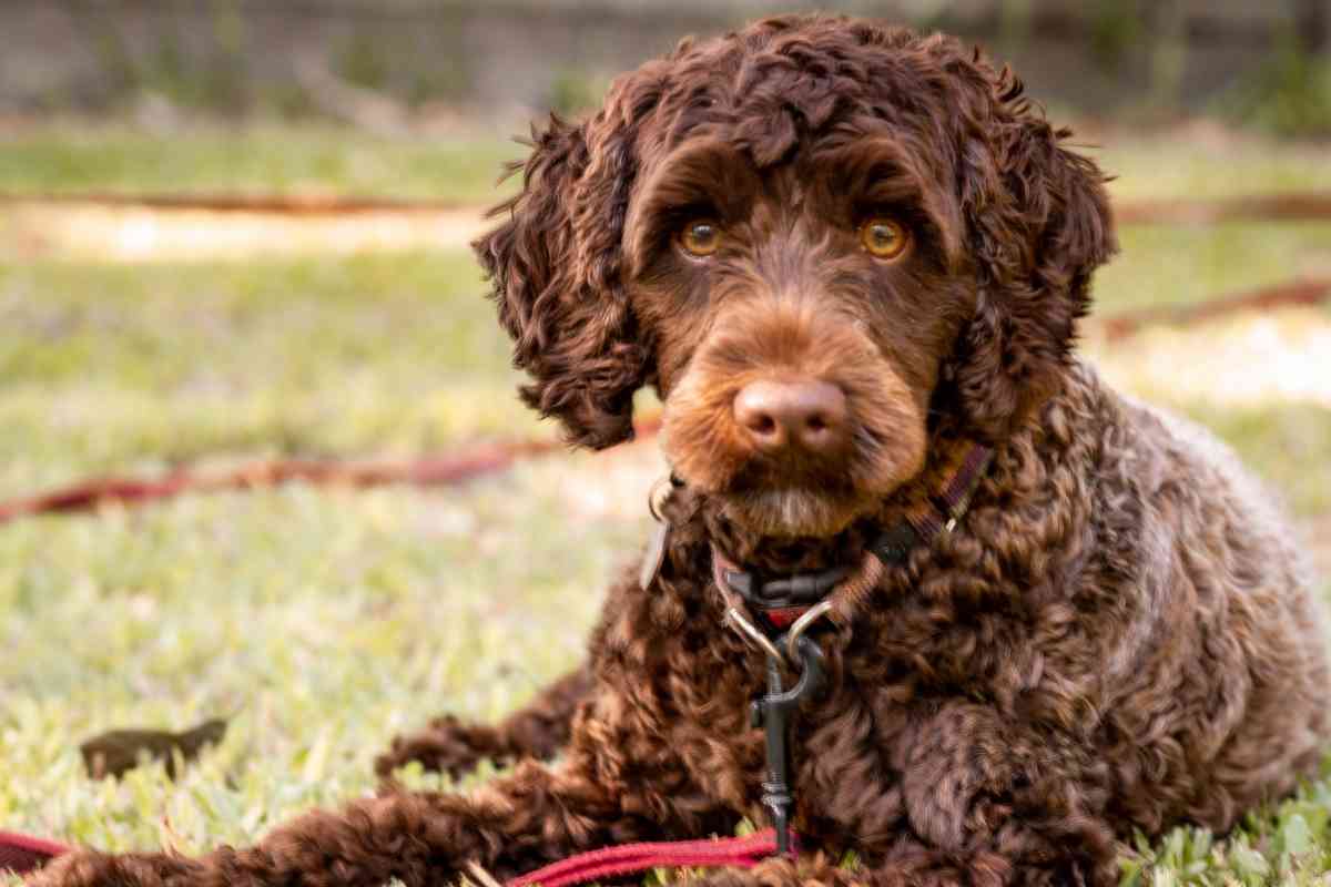 How Long Can Labradoodles Be Left Alone?