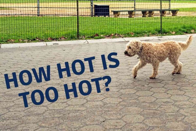 What Temperature Is Too Hot To Walk A Dog?