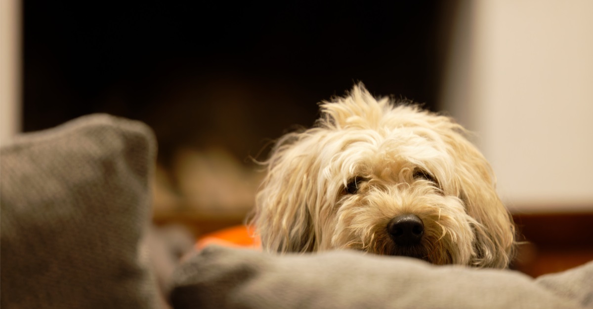 Whoodle Portrait Head Shot Indoor On Couch