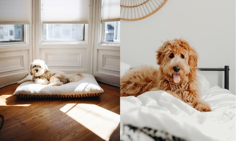 Whoodle Vs Goldendoodle