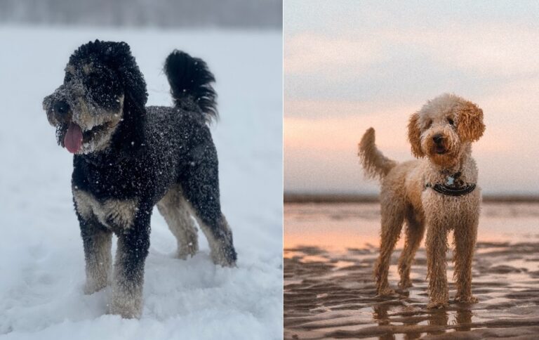 Aussiedoodle Vs Labradoodle