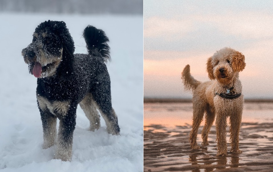 Aussiedoodle Vs Labradoodle 5 Aussiedoodle Vs Labradoodle Dogs Comparison