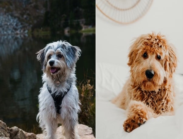 Aussiedoodle Vs. Goldendoodle Dog