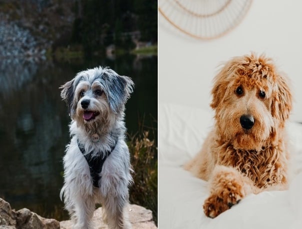 Aussiedoodle Vs. Goldendoodle