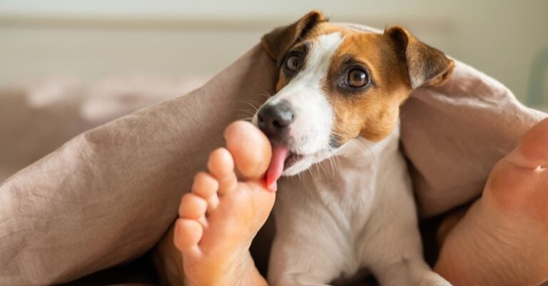 Dog Jack Russell Terrier Lies With The Mistress On The Bed And Licks Her Feet