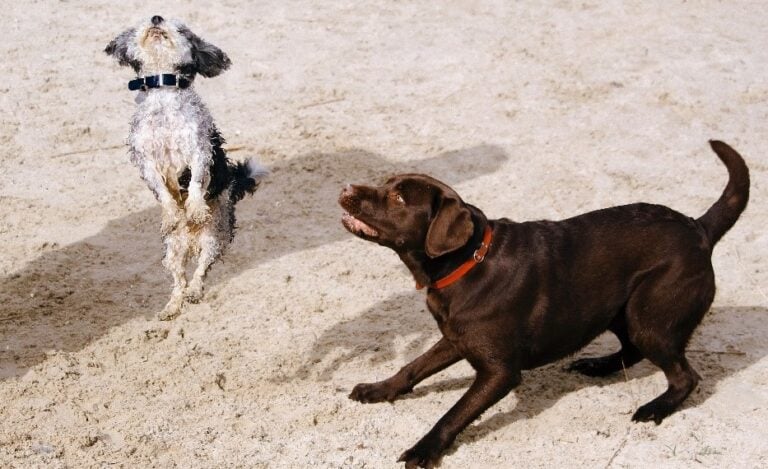 Dog Jumping In Air