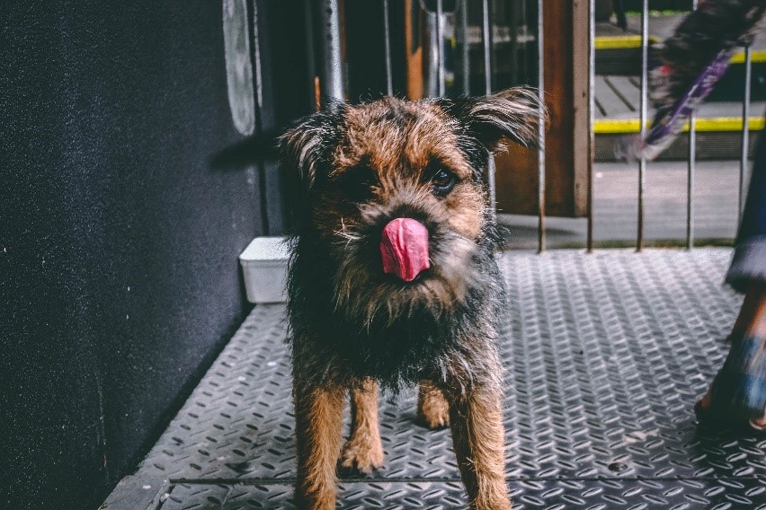 Dog Licking Nose With Tounge