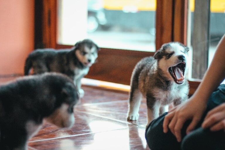 Dog Puppy Barking