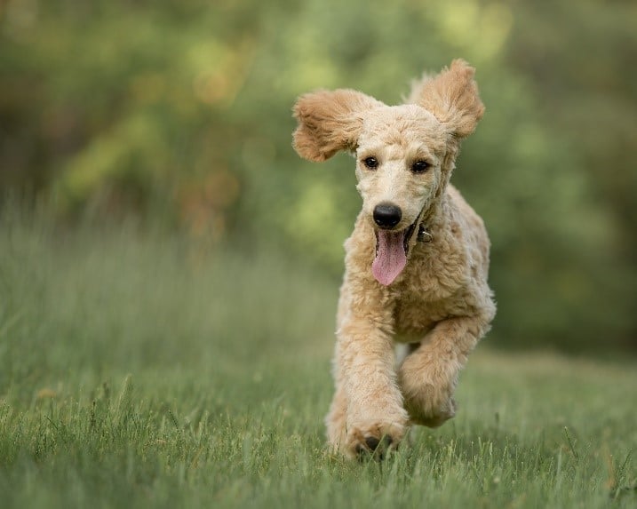 Why Do Dogs Bark At Strangers?