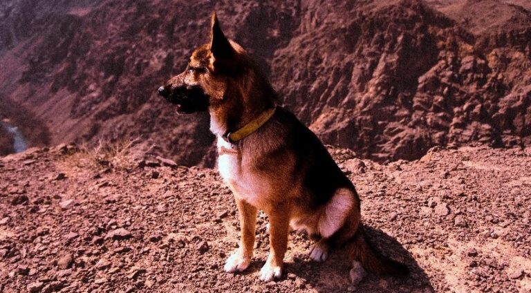 Dog Sitting On Hill Top During Summer