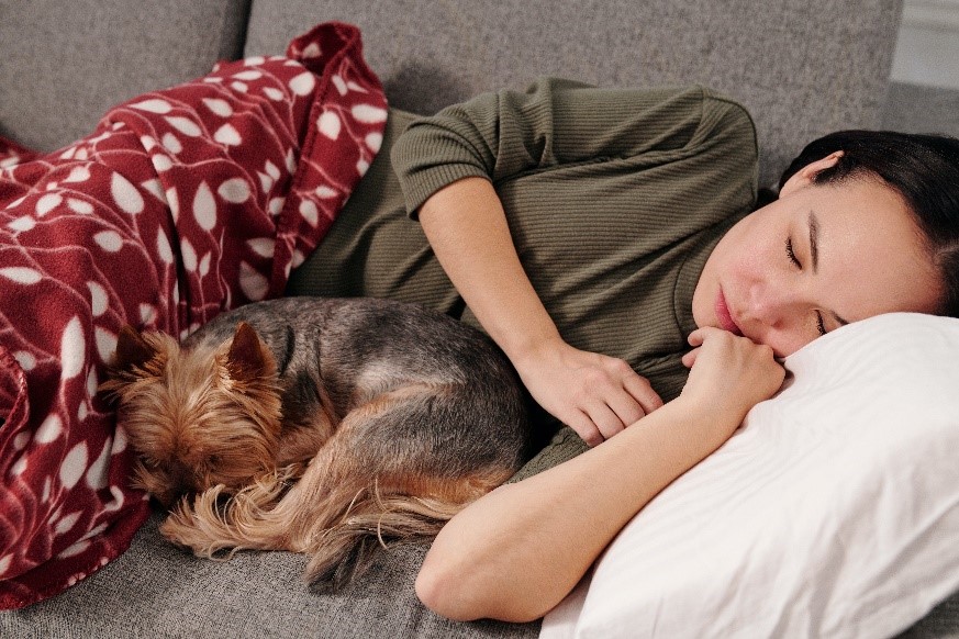 Dog Sleeping With Owner