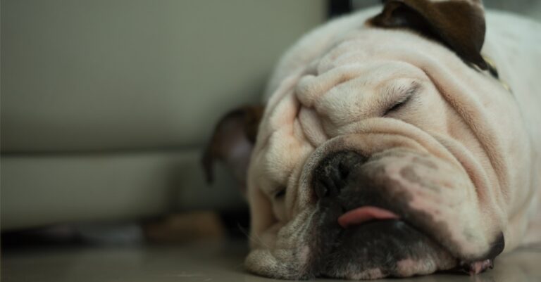 Why Do Dogs Sleep With Their Tongues Out?