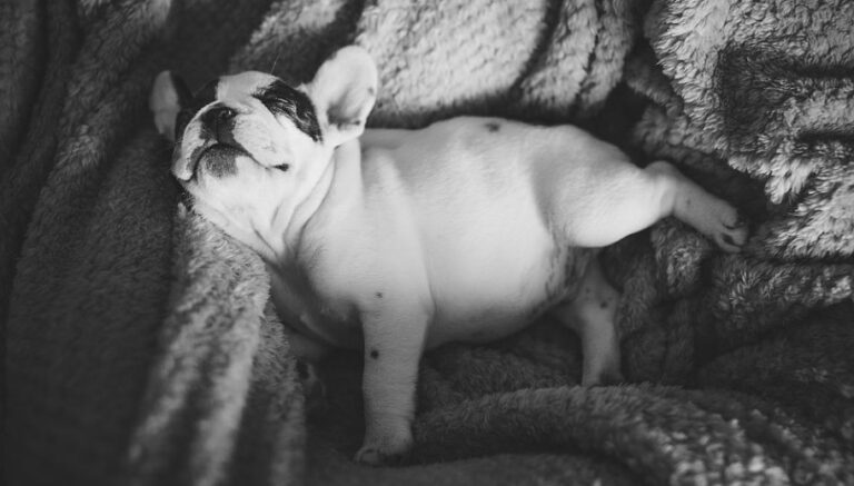 Little Dog Sleeping