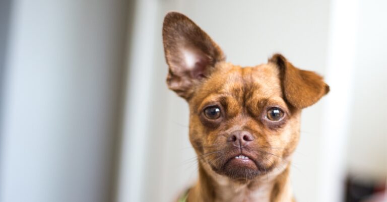 Poppy Chihuahua Plus Pug