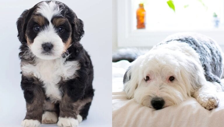 Sheepadoodle Vs Bernedoodle