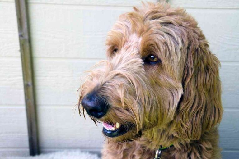 How Long Do Labradoodles Live? 4 Tips For A Long Life